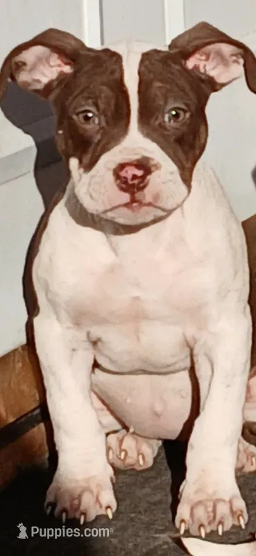 Peaches – American Bully puppy for sale in Harvey, IL
