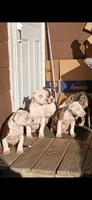 Peaches, a female American Bully for sale in Harvey, IL – 2 of 4