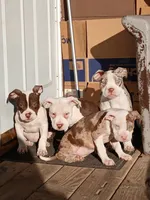 Peaches, a female American Bully for sale in Harvey, IL – 3 of 4