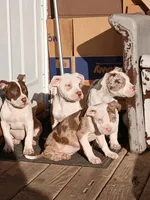 Peaches, a female American Bully for sale in Harvey, IL – 4 of 4