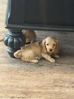 Homer, a male Dachshund for sale in Bedford, IN – 5 of 5
