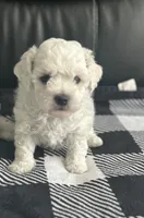 Jax, a male Bichon Frise for sale in Bedford, IN – 3 of 4