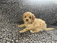 Benny, a male Poodle - Toy  for sale in Bedford, IN – Photo 3 of 4