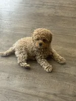 Benny, a male Poodle - Toy  for sale in Bedford, IN – Photo 1 of 4