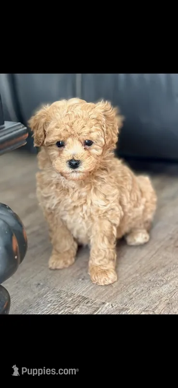 Lotto – Poodle - Toy  puppy for sale in Bedford, IN