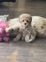 Benny, a male Poodle - Toy  for sale in Bedford, IN – Photo 4 of 4