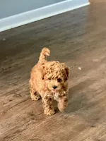 Corrine, a female Poochon for sale in Bedford, IN – 2 of 4