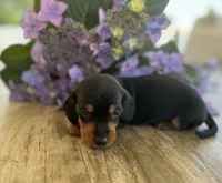 Daisy Mae, a female Miniature Dachshund for sale in Bedford, IN – 2 of 2