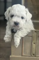 Stella, a female Bichon Frise for sale in Bedford, IN – 1 of 4