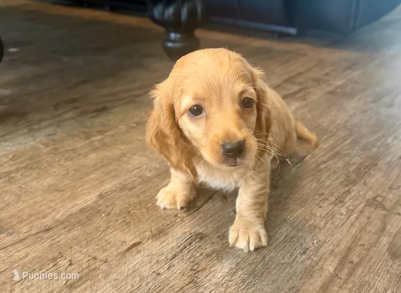 Homer – Dachshund puppy for sale in Bedford, IN