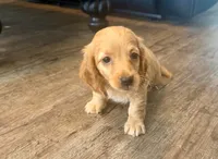 Homer, a male Dachshund for sale in Bedford, IN – 1 of 5