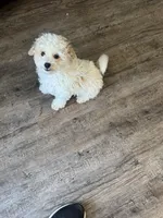 Martin, a male Poochon for sale in Bedford, IN – Photo 2 of 9