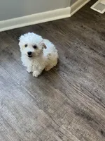 Martin, a male Poochon for sale in Bedford, IN – Photo 8 of 9
