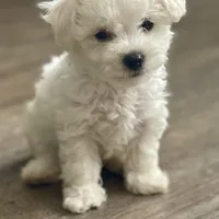 Martin, a male Poochon for sale in Bedford, IN – Photo 7 of 9