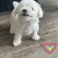 Martin, a male Poochon for sale in Bedford, IN – Photo 9 of 9