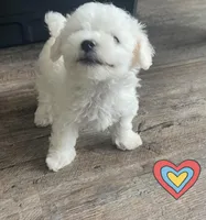 Martin, a male Poochon for sale in Bedford, IN – Photo 2 of 3