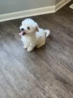 Martin, a male Poochon for sale in Bedford, IN – Photo 5 of 9