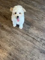 Martin, a male Poochon for sale in Bedford, IN – Photo 4 of 9