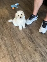 Martin, a male Poochon for sale in Bedford, IN – Photo 1 of 9