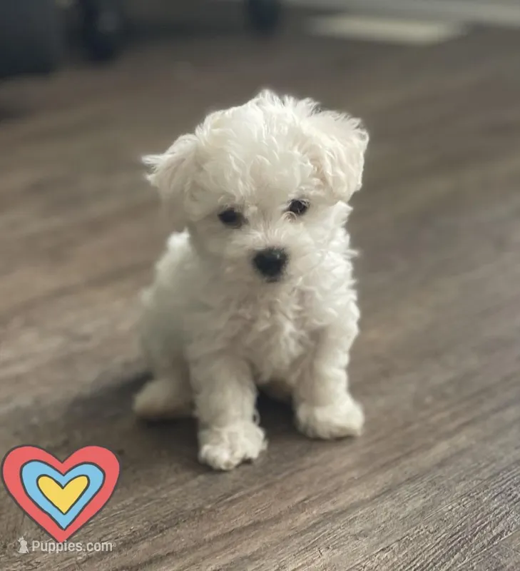 Martin, a male Poochon for sale in Bedford, IN – Photo 1 of 3