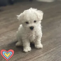 Martin, a male Poochon for sale in Bedford, IN – Photo 3 of 9