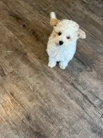 Martin, a male Poochon for sale in Bedford, IN – Photo 6 of 9