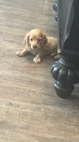 Homer, a male Dachshund for sale in Bedford, IN – 3 of 5