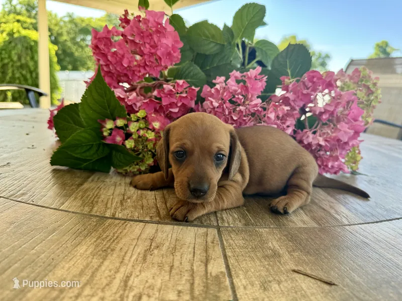 Chloe – Miniature Dachshund puppy for sale in Bedford, IN