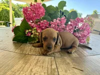 Chloe, a female Miniature Dachshund for sale in Bedford, IN – 1 of 1