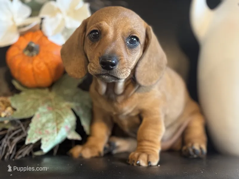 Cookie – Miniature Dachshund puppy for sale in Bedford, IN
