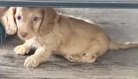 Peanut, a male Dachshund for sale in Bedford, IN – 5 of 5