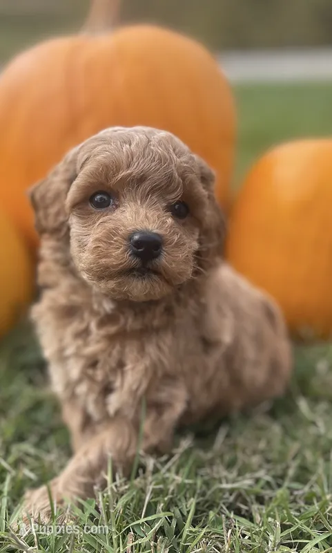 Marley – Poochon puppy for sale in Bedford, IN