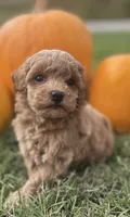 Marley, a male Poochon for sale in Bedford, IN – 1 of 1
