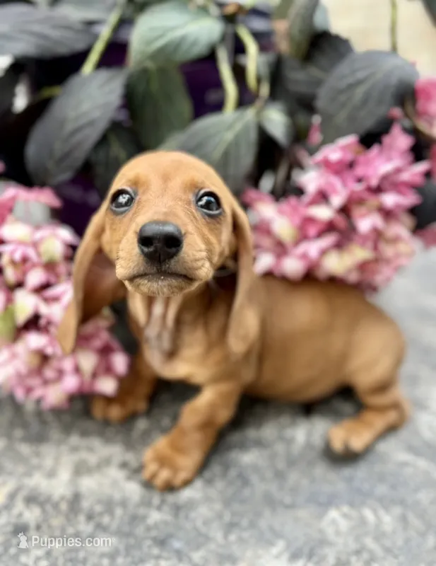 Chloe – Miniature Dachshund puppy for sale in Bedford, IN