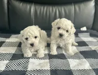 Jax, a male Bichon Frise for sale in Bedford, IN – 1 of 4