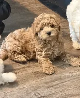 Corrine, a female Poochon for sale in Bedford, IN – 3 of 4