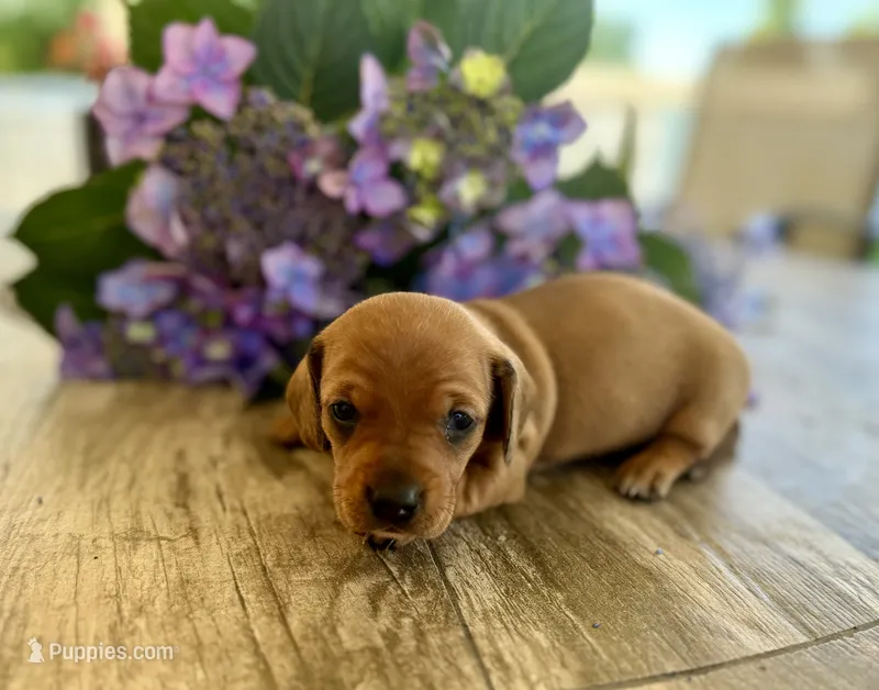 Cookie – Miniature Dachshund puppy for sale in Bedford, IN