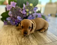 Cookie, a female Miniature Dachshund for sale in Bedford, IN – 1 of 1