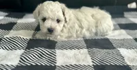 Stella, a female Bichon Frise for sale in Bedford, IN – 3 of 4