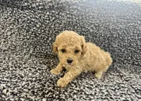 Maxwell, a male Poodle - Toy  for sale in Bedford, IN – Photo 2 of 2