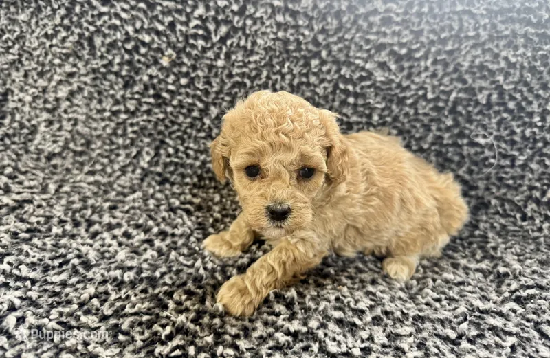 Maxwell – Poodle - Toy  puppy for sale in Bedford, IN