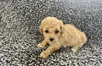 Maxwell, a male Poodle - Toy  for sale in Bedford, IN – Photo 1 of 2