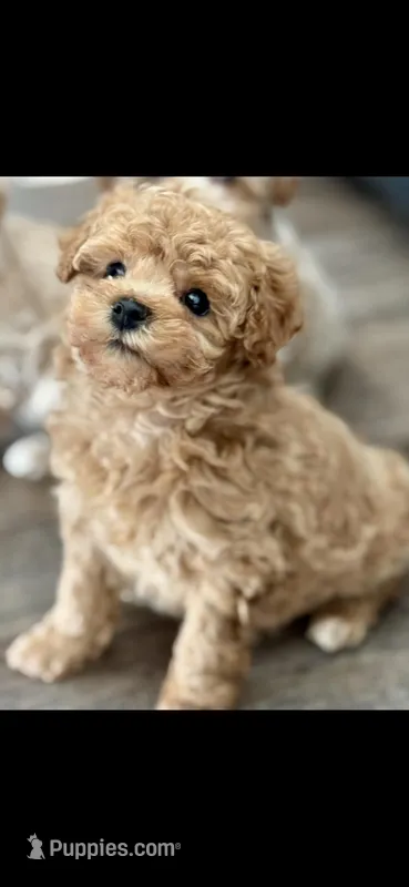 Maxwell – Poodle - Toy  puppy for sale in Bedford, IN