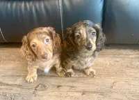 Donut, a male Dachshund for sale in Bedford, IN – 2 of 2