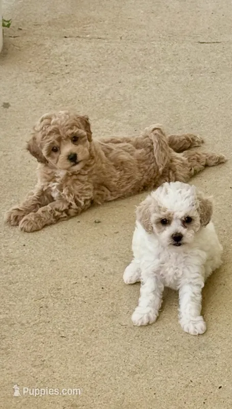 Casey  – Poochon puppy for sale in Bedford, IN