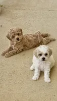 Casey , a male Poochon for sale in Bedford, IN – 1 of 1