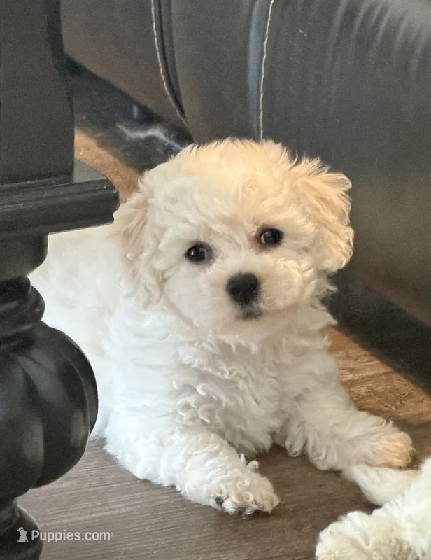 Mary – Poochon puppy for sale in Bedford, IN