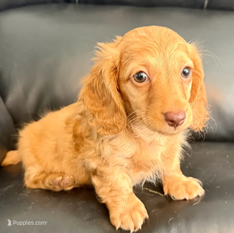 Peanut – Dachshund puppy for sale in Bedford, IN