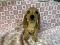 Chloe, a female Miniature Dachshund for sale in Bedford, IN – Photo 2 of 2