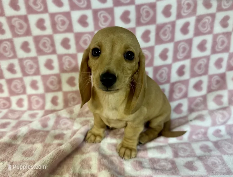 Chloe – Miniature Dachshund puppy for sale in Bedford, IN